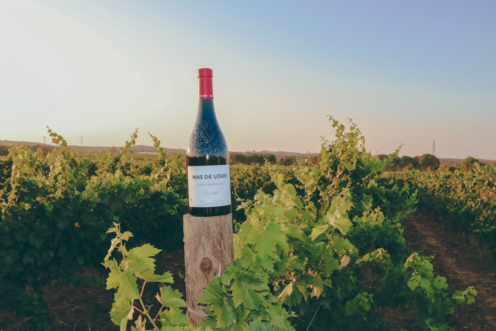 bouteille-syrah-dans-les-vignes_mas-de-louis_vignobles-vellas.com_1600x1067px