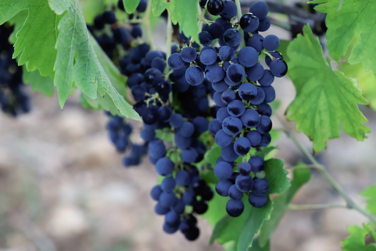 grappe-raisin_mas-de-louis_vignobles-vellas.com_1600x1067px_02