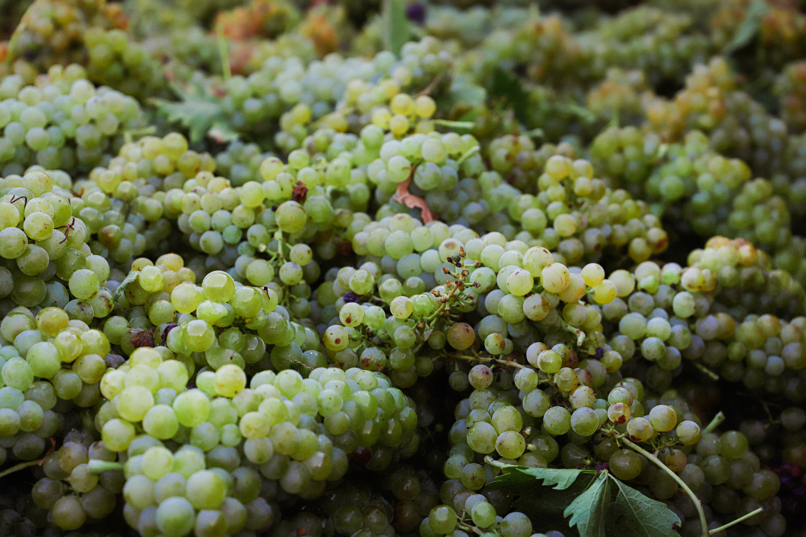 grappe-raisin_mas-de-louis_vignobles-vellas.com_1600x1067px_03