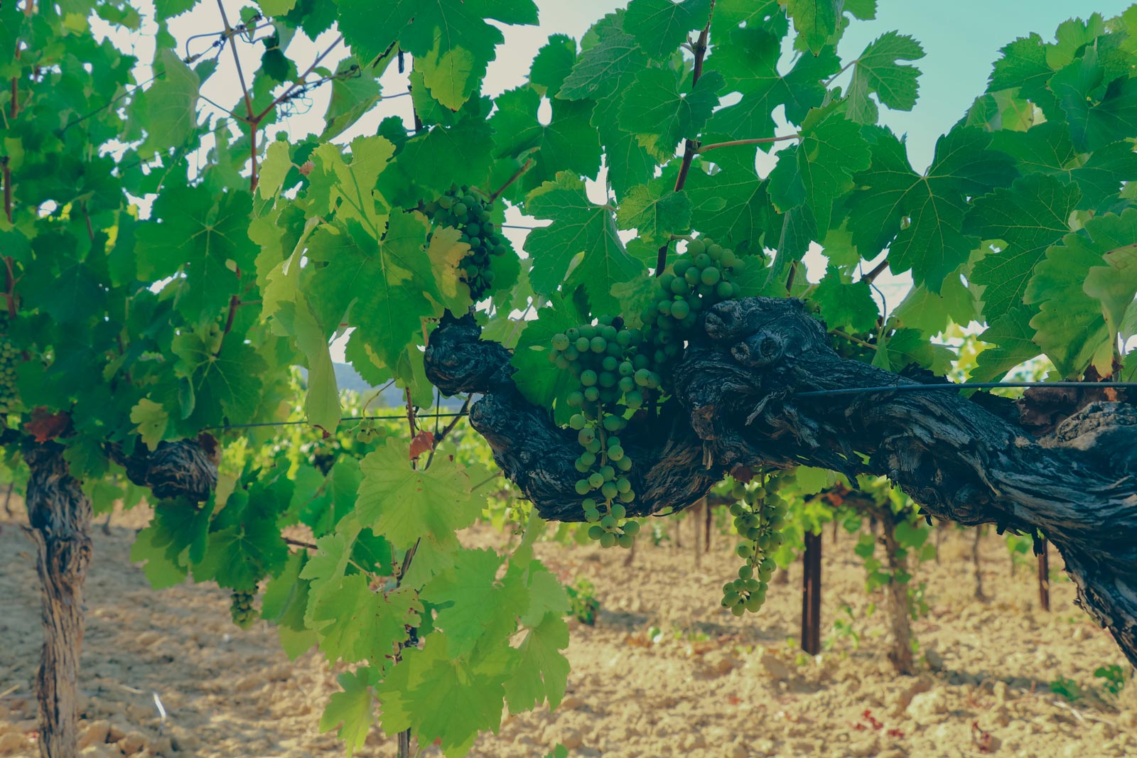 grappes_chateau-l-euziere_vignobles-vellas.com_1600x1067px_01