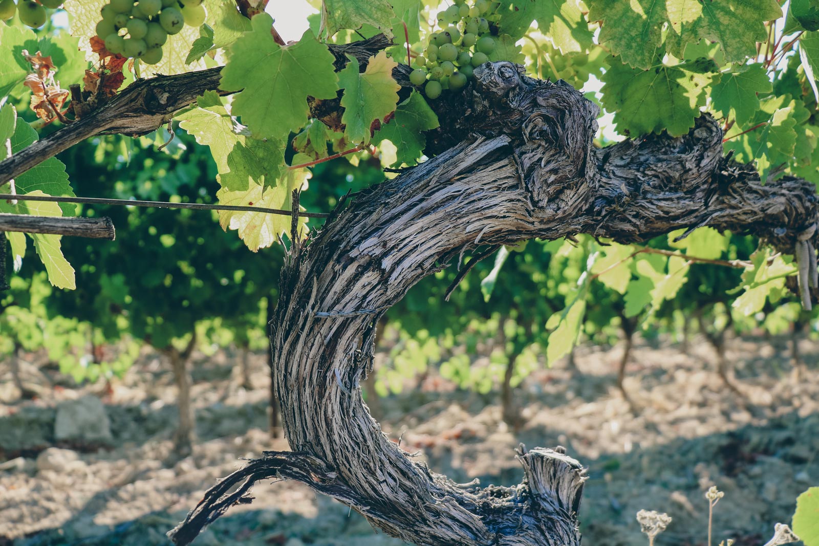 grappes_chateau-l-euziere_vignobles-vellas.com_1600x1067px_02
