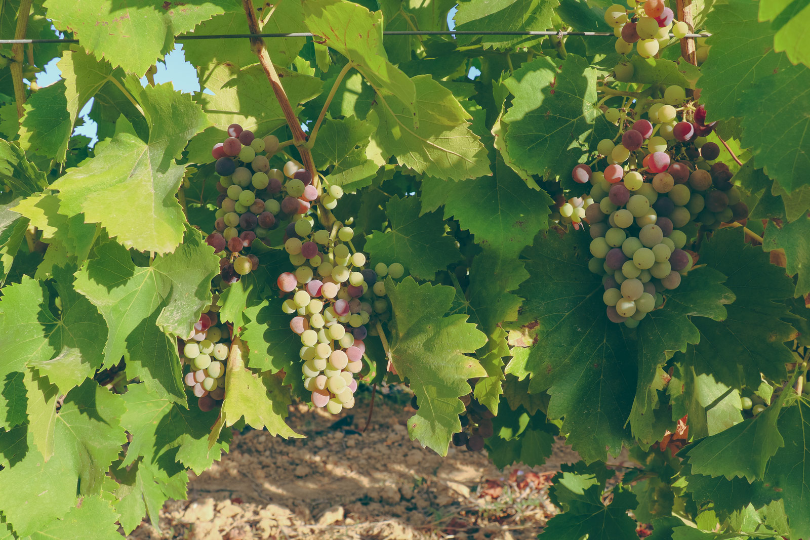 grappes_domaine-valiniere_vignobles-vellas.com_1600x1067px_02