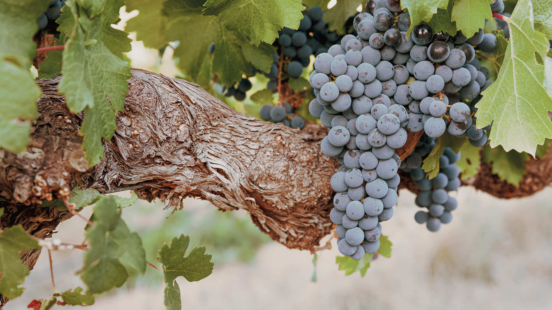 grappes_domaine-valiniere_vignobles-vellas.com_1920x1080px