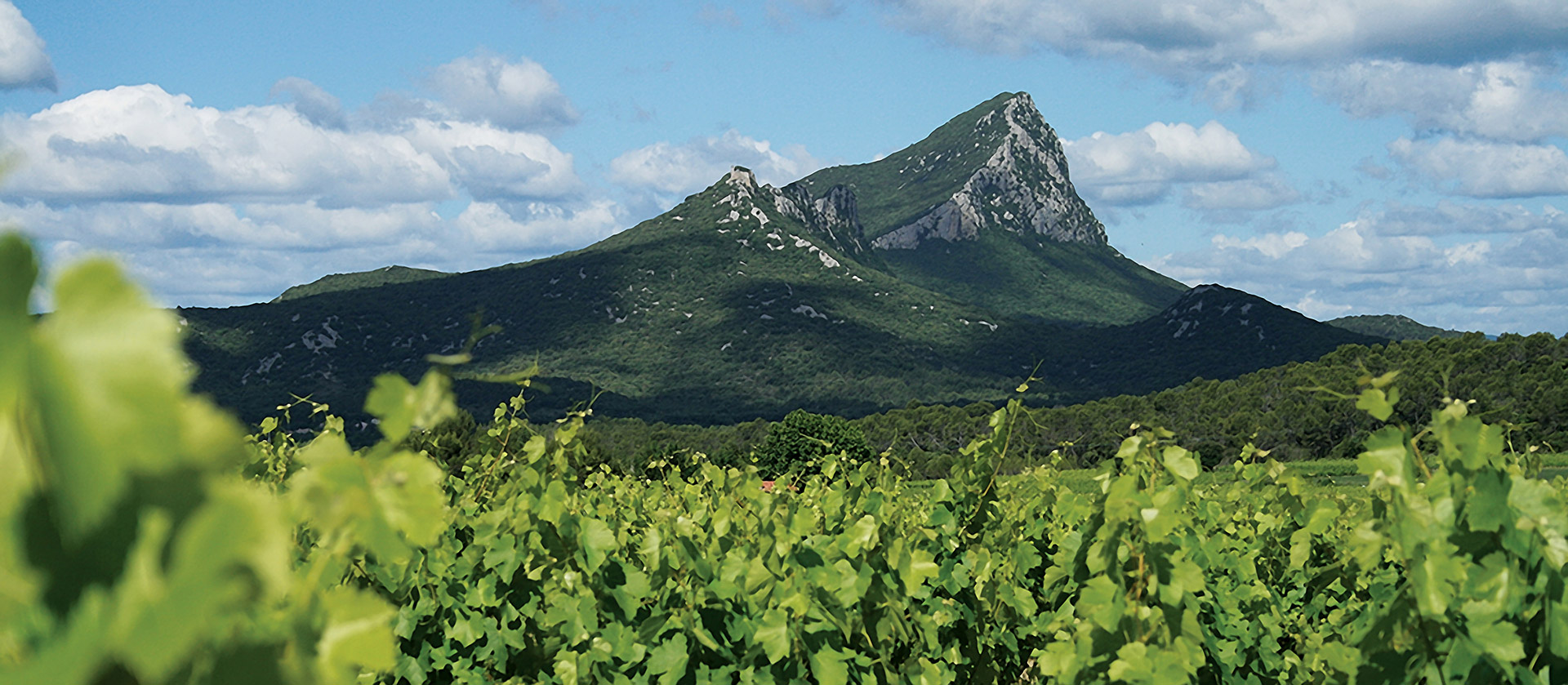 pic-saint-loup_chateau-l-euziere_vignobles-vellas.com_1920x839px