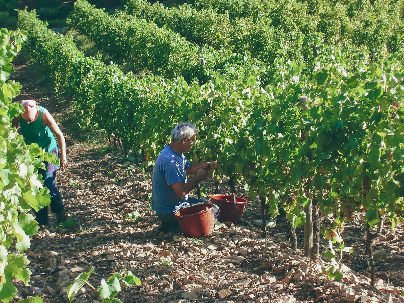 vendanges_chateau-furiosa_vignobles-vellas.com_1600x1200px_01