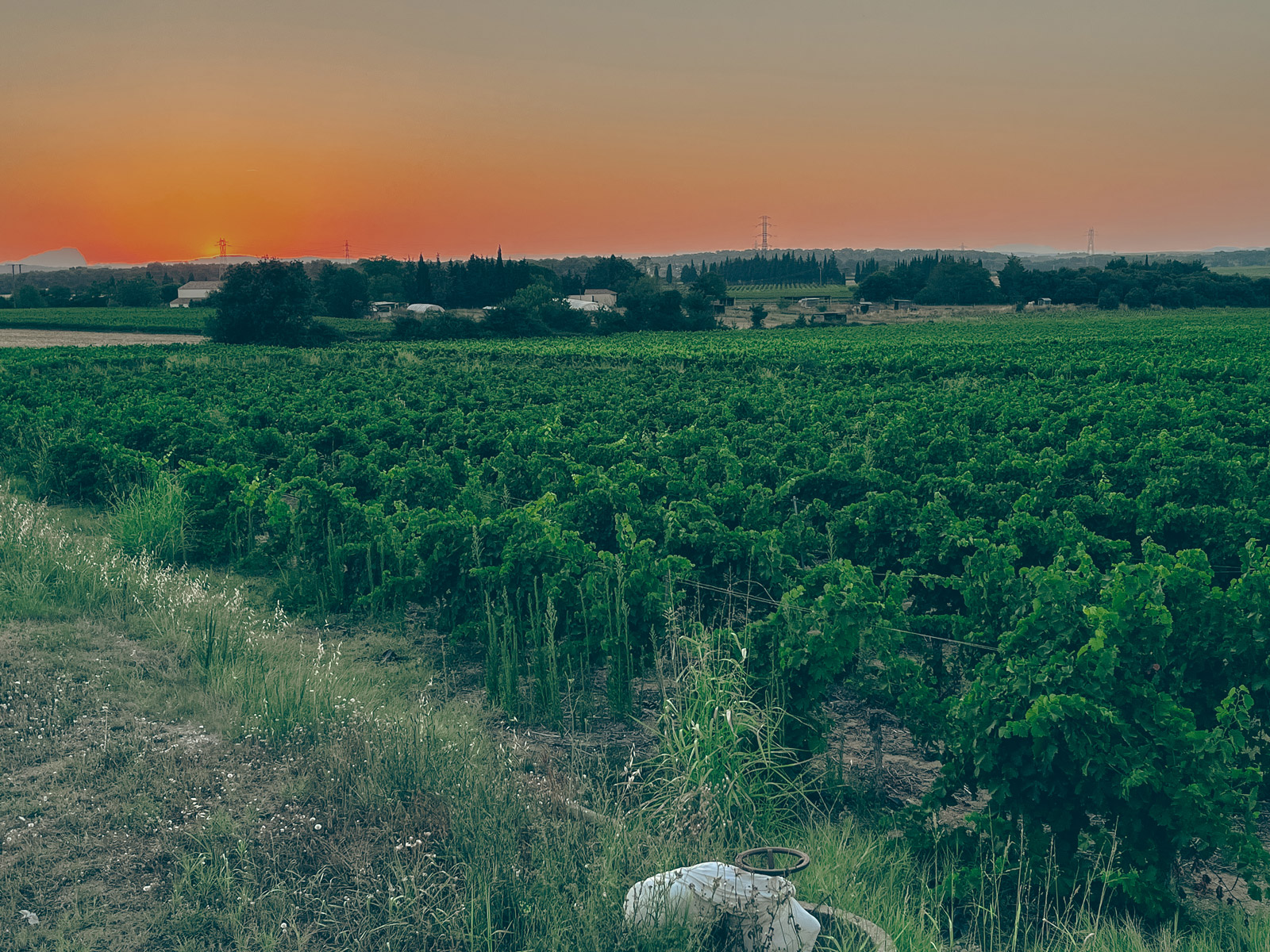 vignes-coucher-de-soleil_mas-de-louis_vignobles-vellas.com_1600x1200px_05