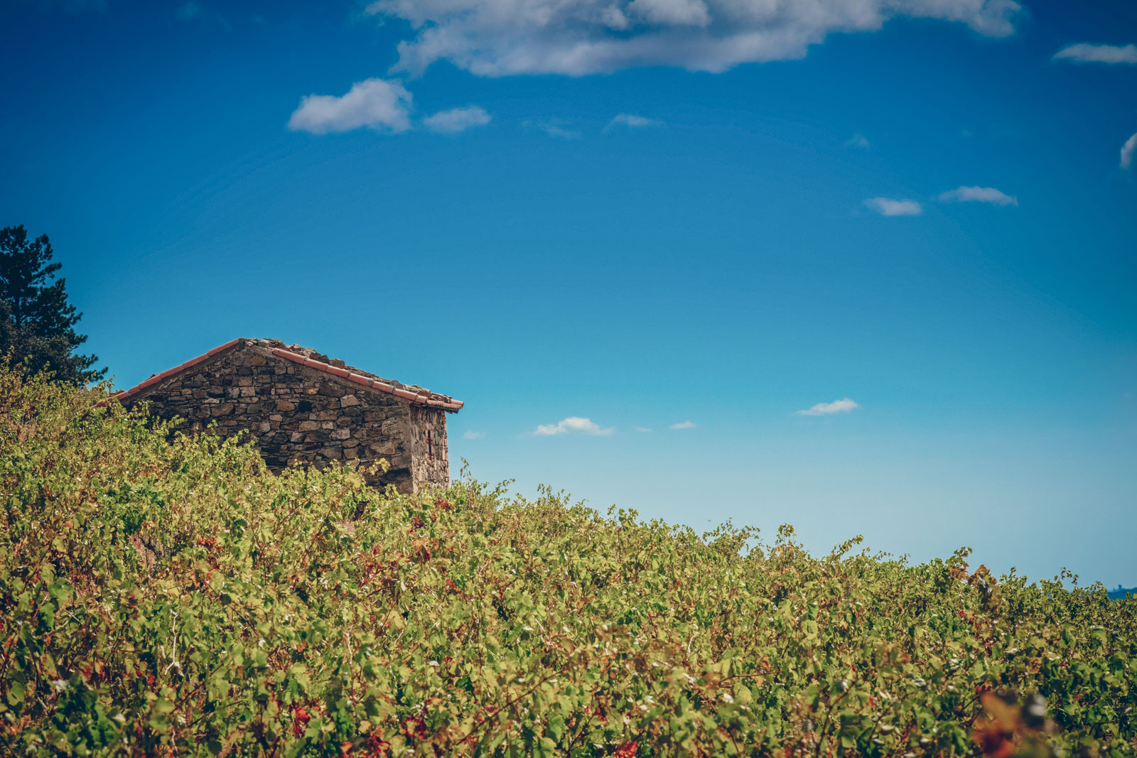 vignes-et-maison_chateau-furiosa_vignobles-vellas.com_1600x1067px_03