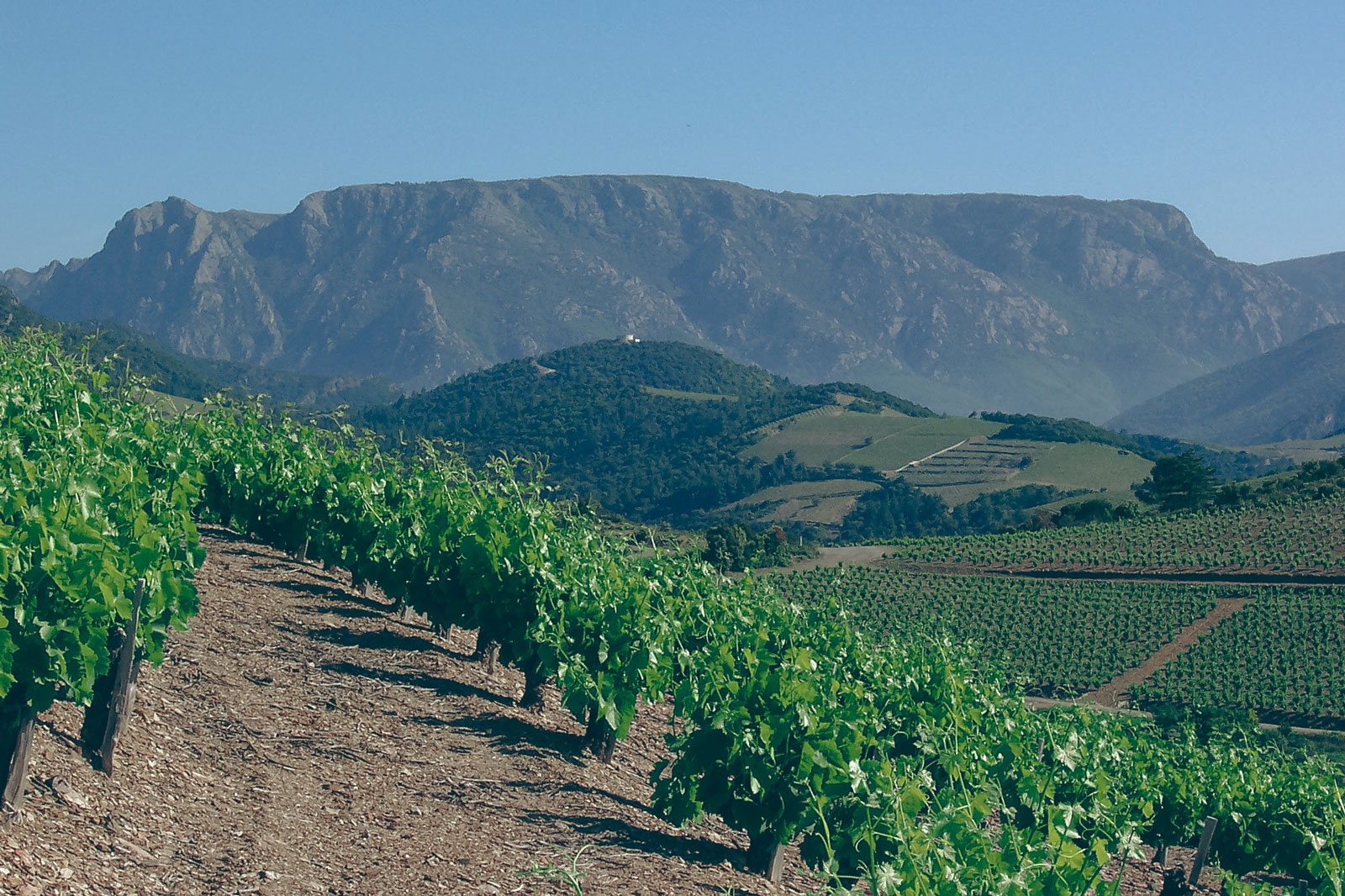vignes_chateau-furiosa_vignobles-vellas.com_1600x1066px_02