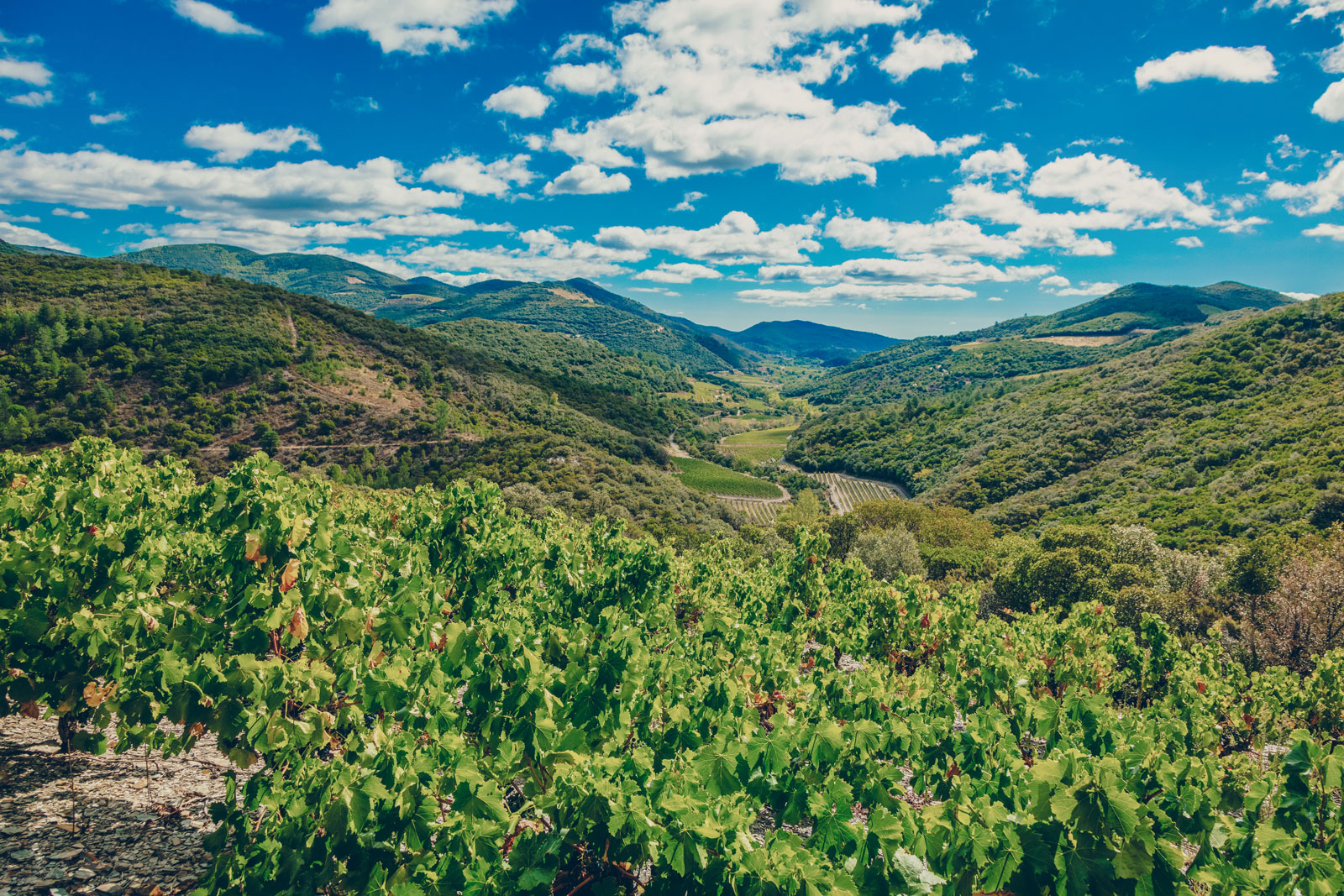 vignes_chateau-furiosa_vignobles-vellas.com_1600x1067px_13