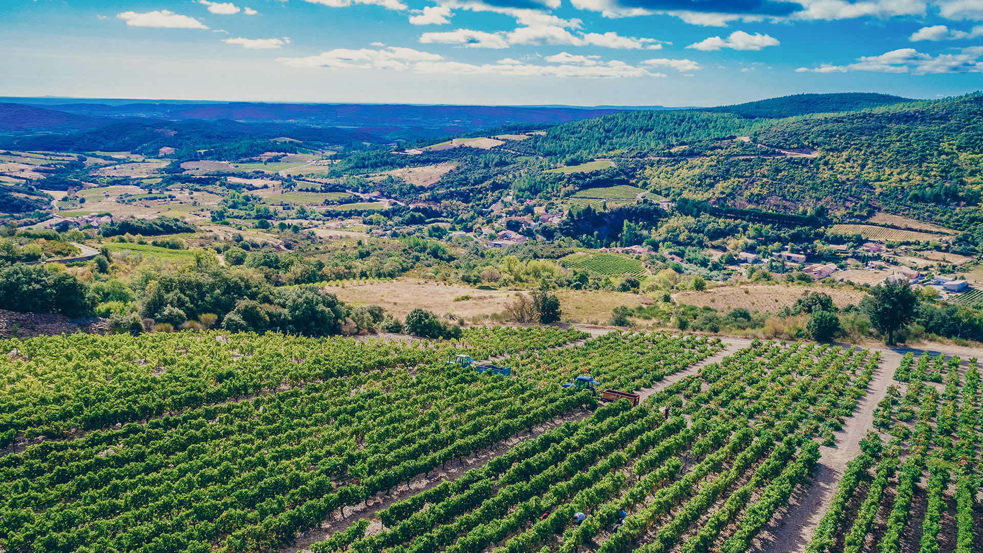 vignes_chateau-furiosa_vignobles-vellas.com_1920x1080px