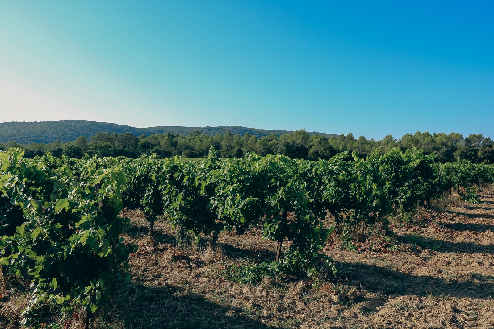 vignes_chateau-l-euziere_vignobles-vellas.com_1600x1067px_03