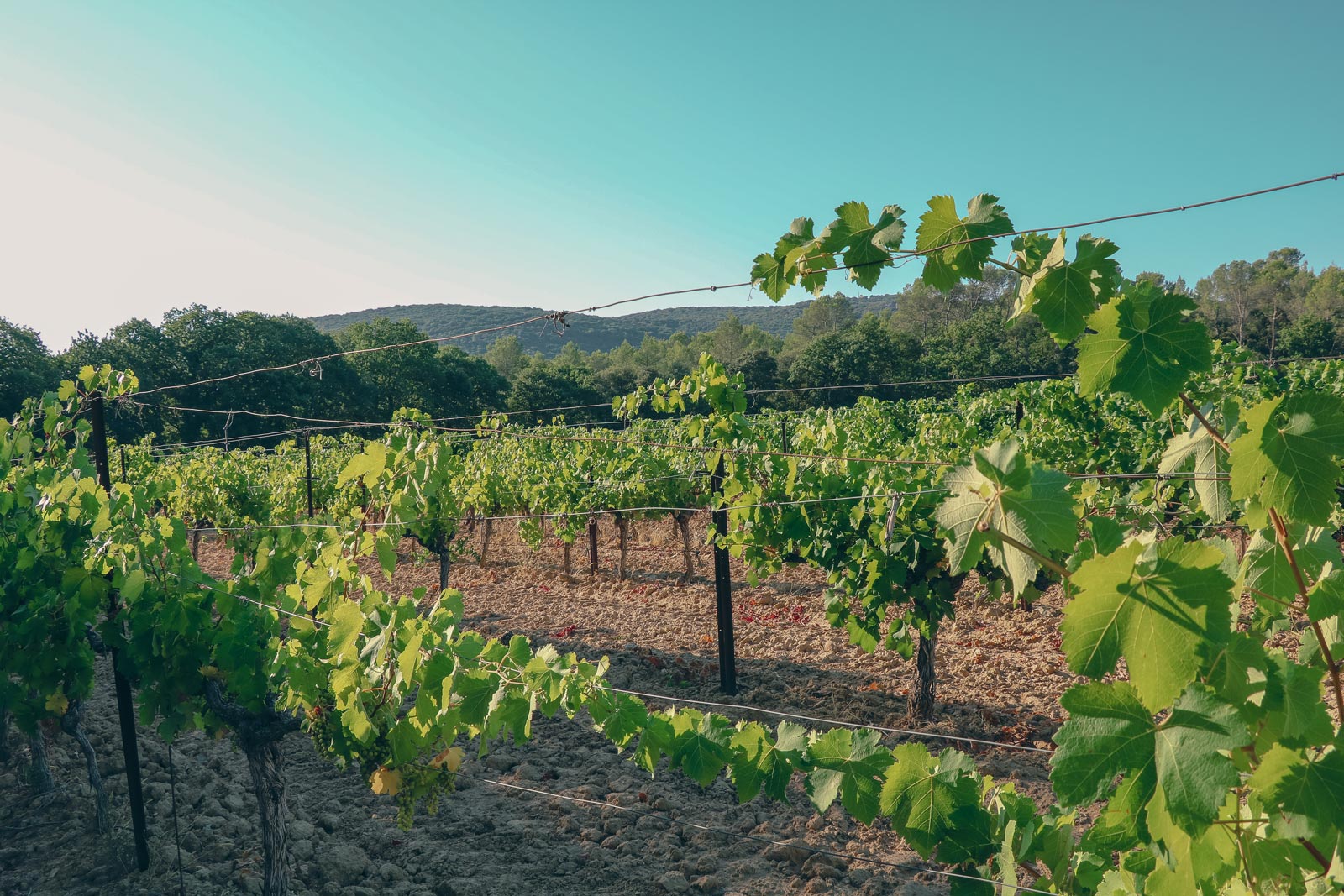 vignes_chateau-l-euziere_vignobles-vellas.com_1600x1067px_05