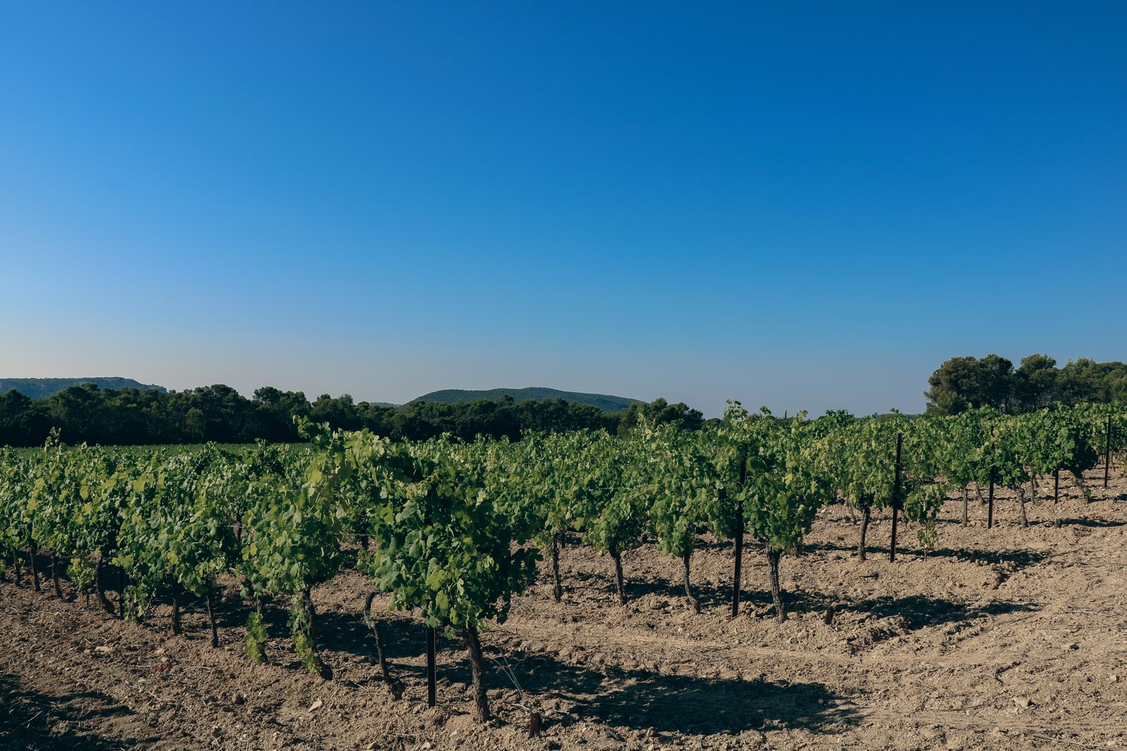 vignes_chateau-l-euziere_vignobles-vellas.com_1600x1067px_07