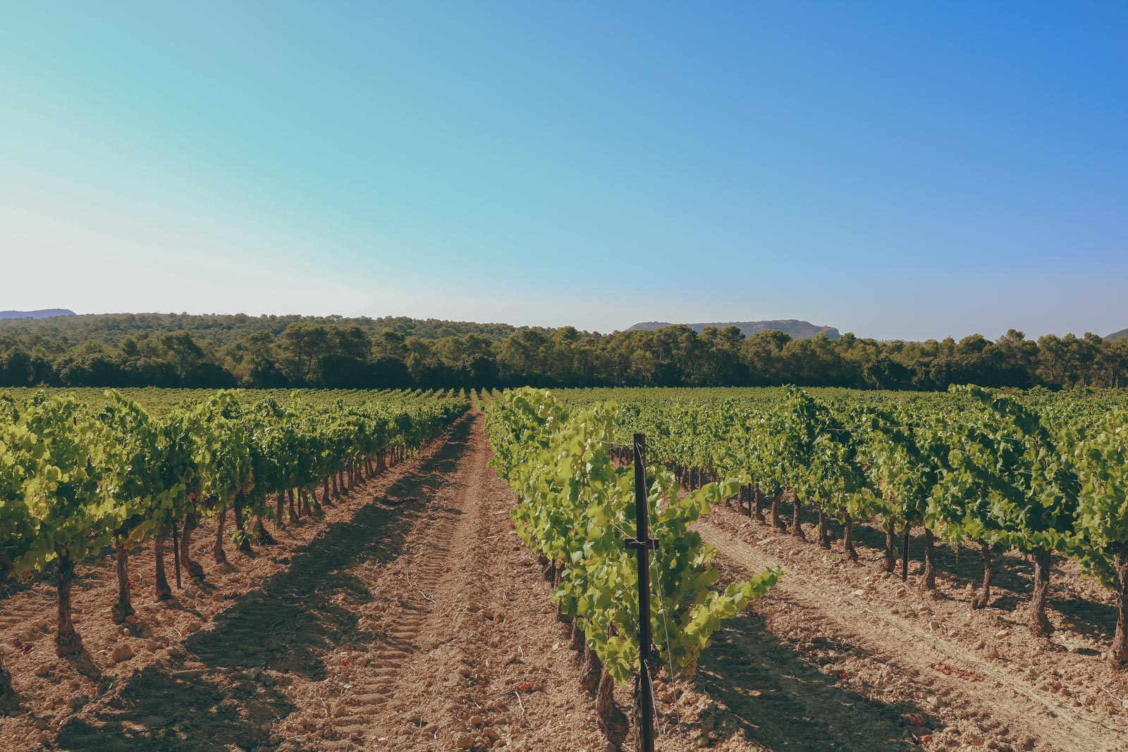 vignes_chateau-l-euziere_vignobles-vellas.com_1600x1067px_08