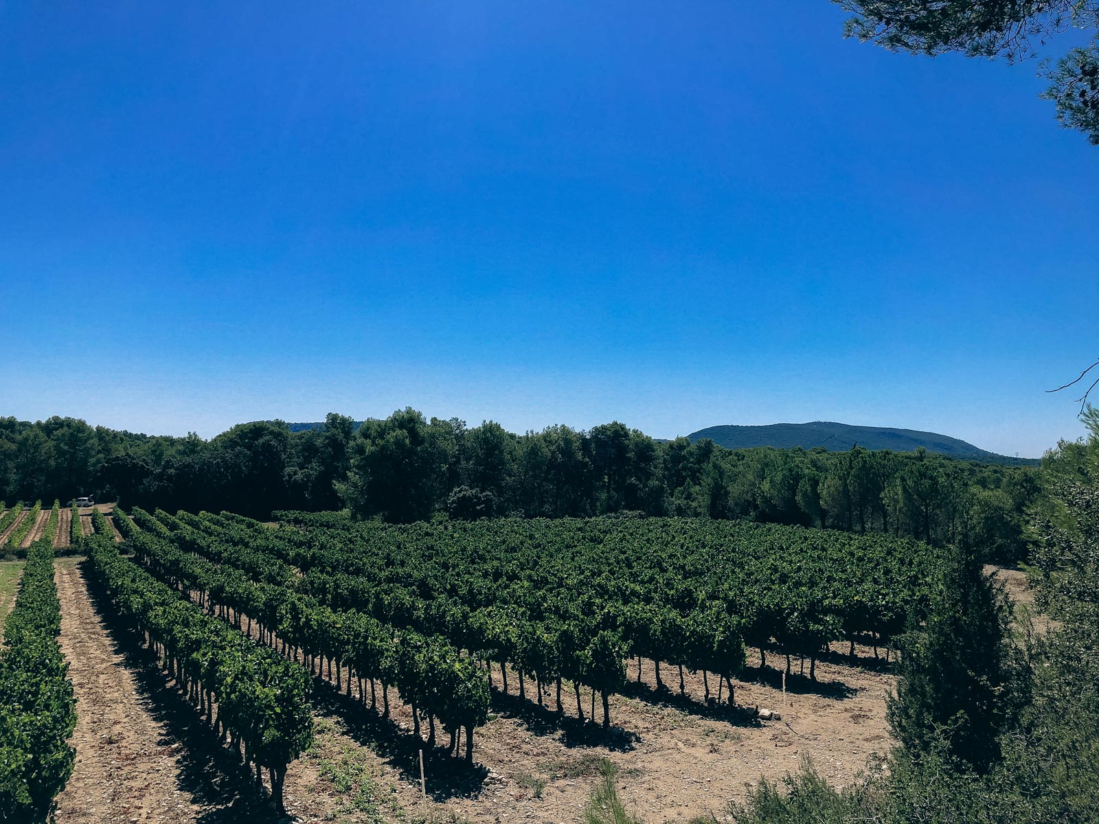 vignes_chateau-l-euziere_vignobles-vellas.com_1600x1200px_10