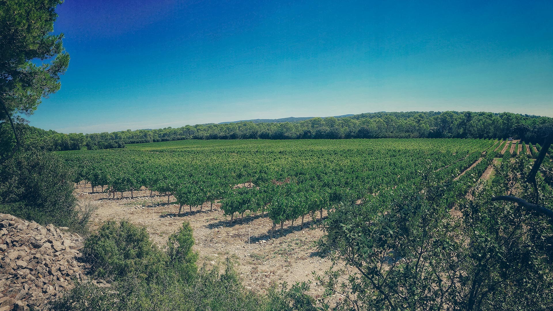 vignes_chateau-l-euziere_vignobles-vellas.com_1920x1080px