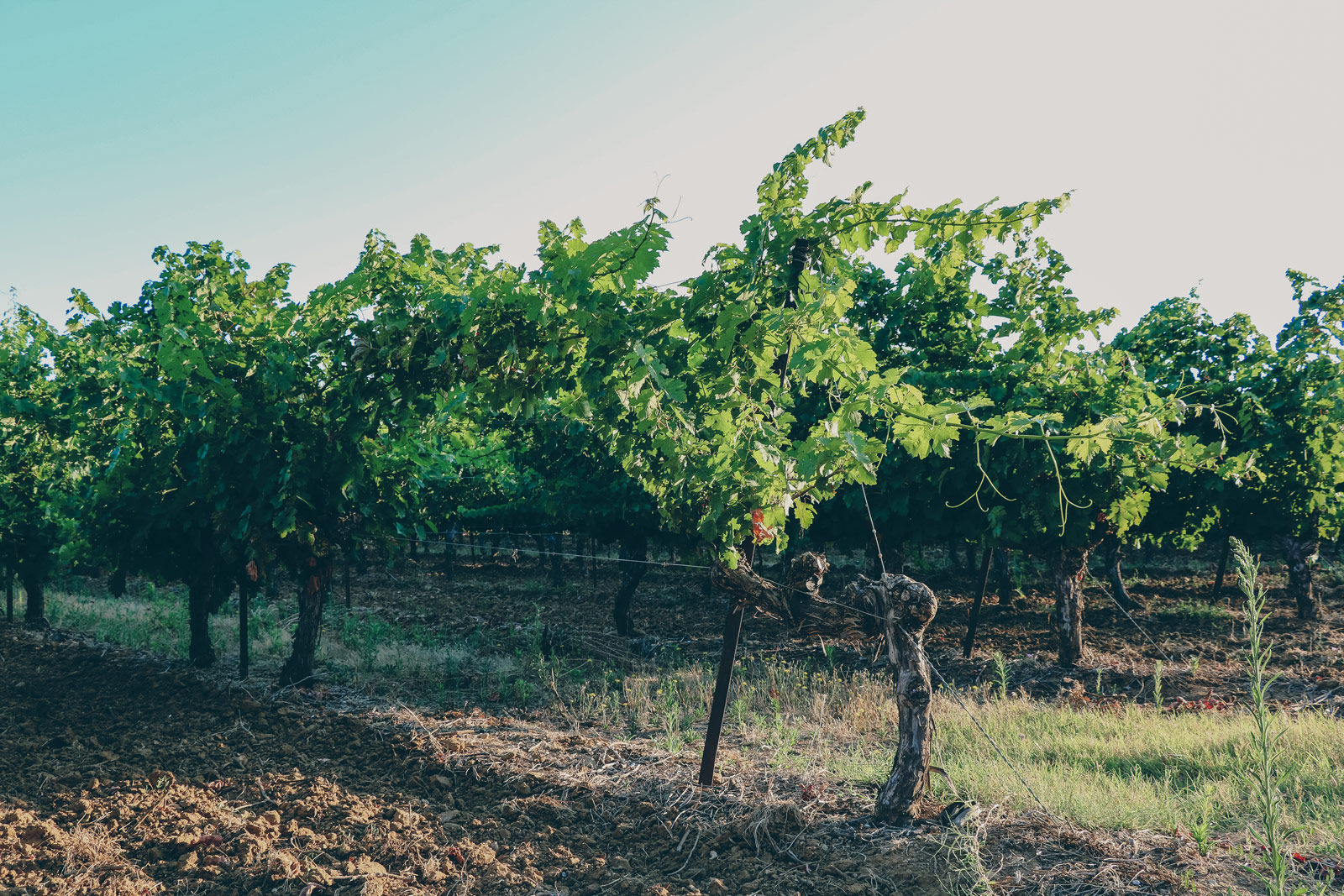 vignes_domaine-valiniere_vignobles-vellas.com_1600x1067px_01