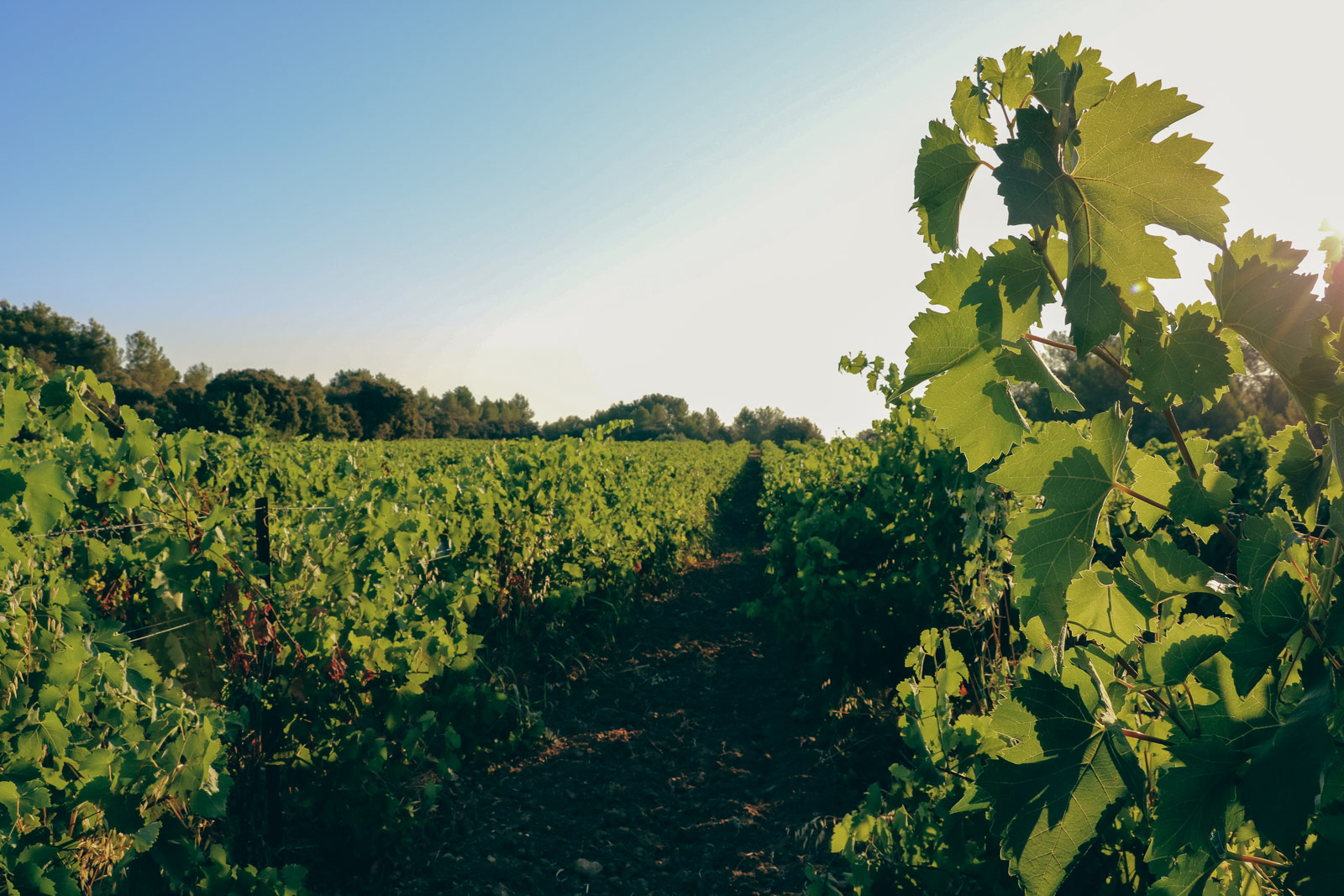 vignes_domaine-valiniere_vignobles-vellas.com_1600x1067px_02