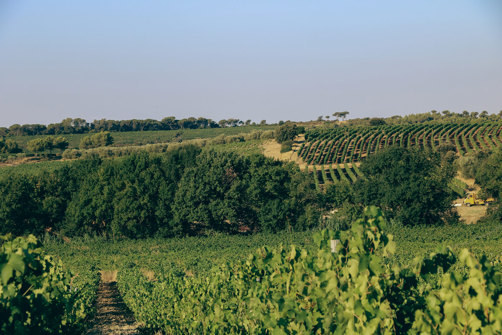 vignes_domaine-valiniere_vignobles-vellas.com_1600x1067px_05
