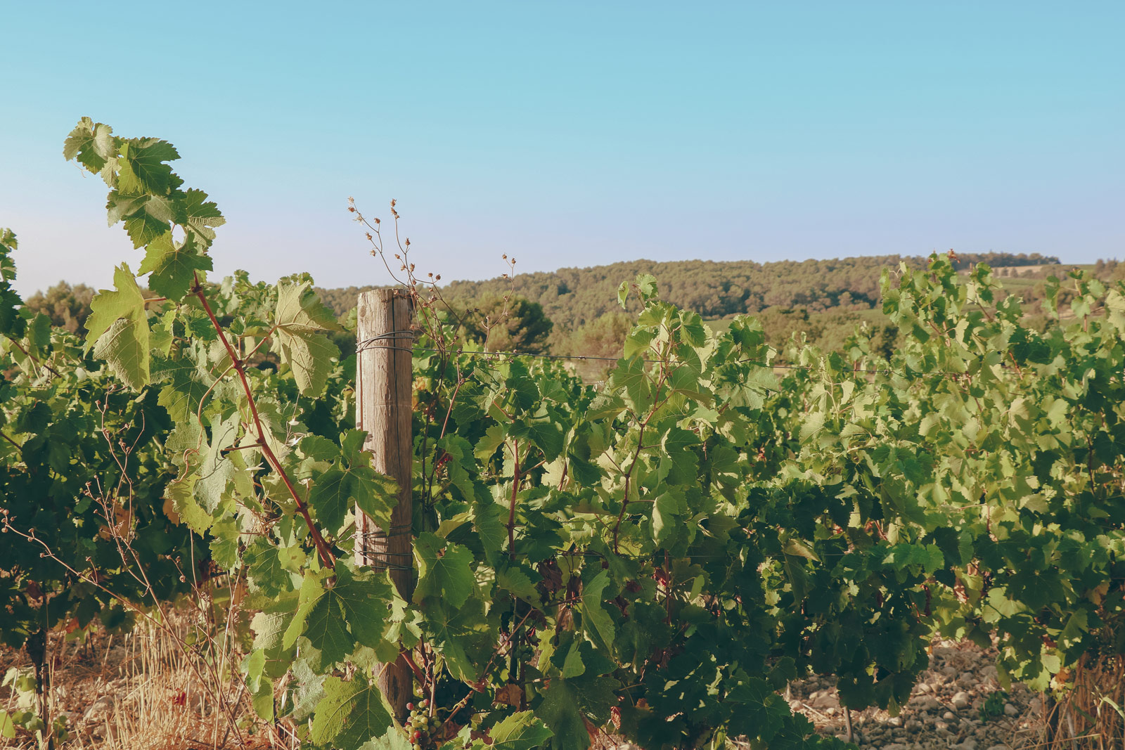vignes_domaine-valiniere_vignobles-vellas.com_1600x1067px_06