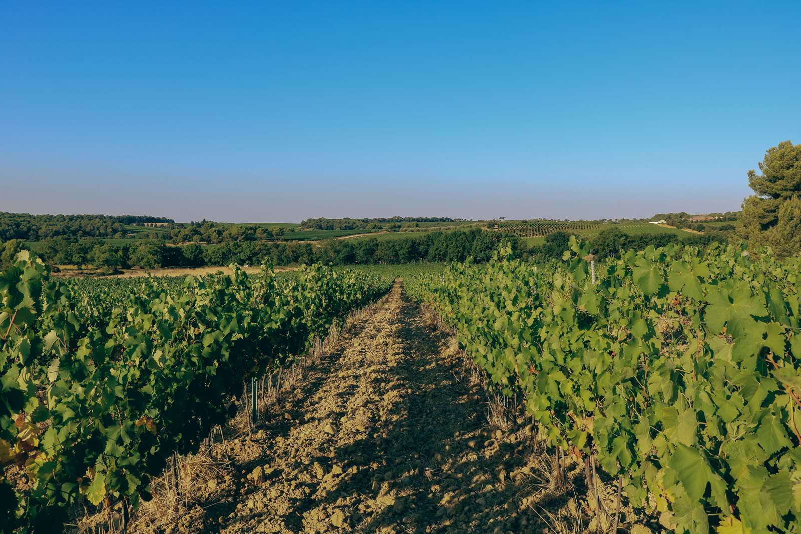 vignes_domaine-valiniere_vignobles-vellas.com_1600x1067px_07