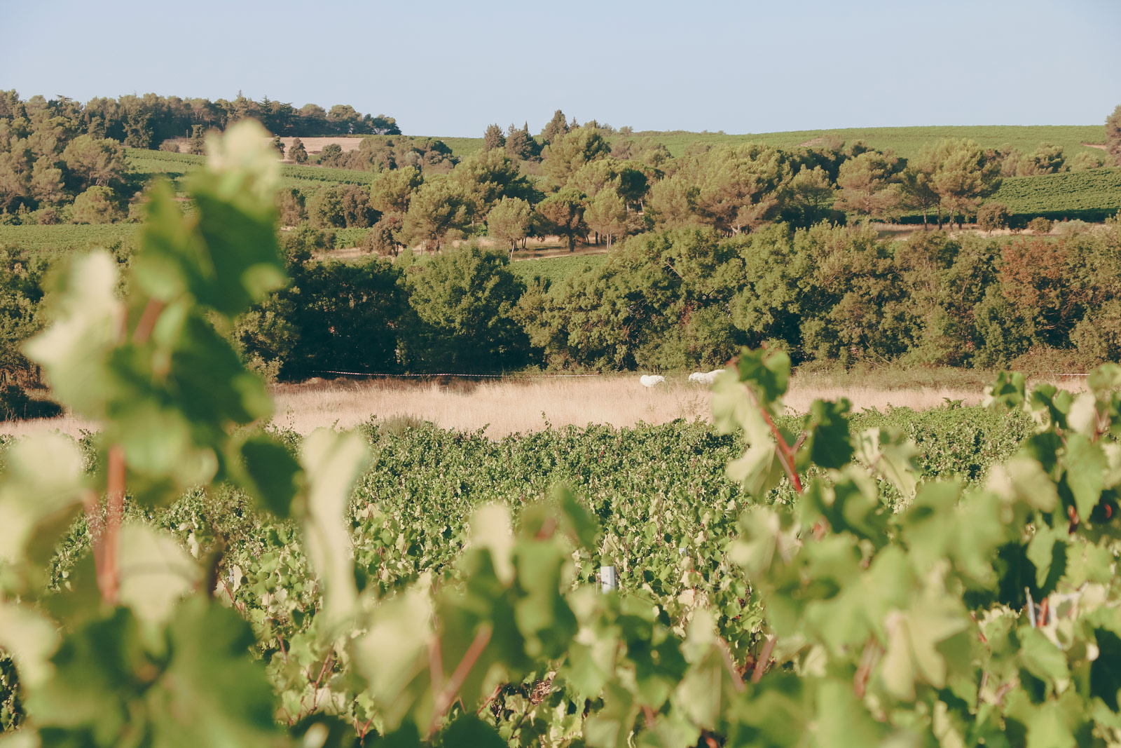 vignes_domaine-valiniere_vignobles-vellas.com_1600x1067px_08
