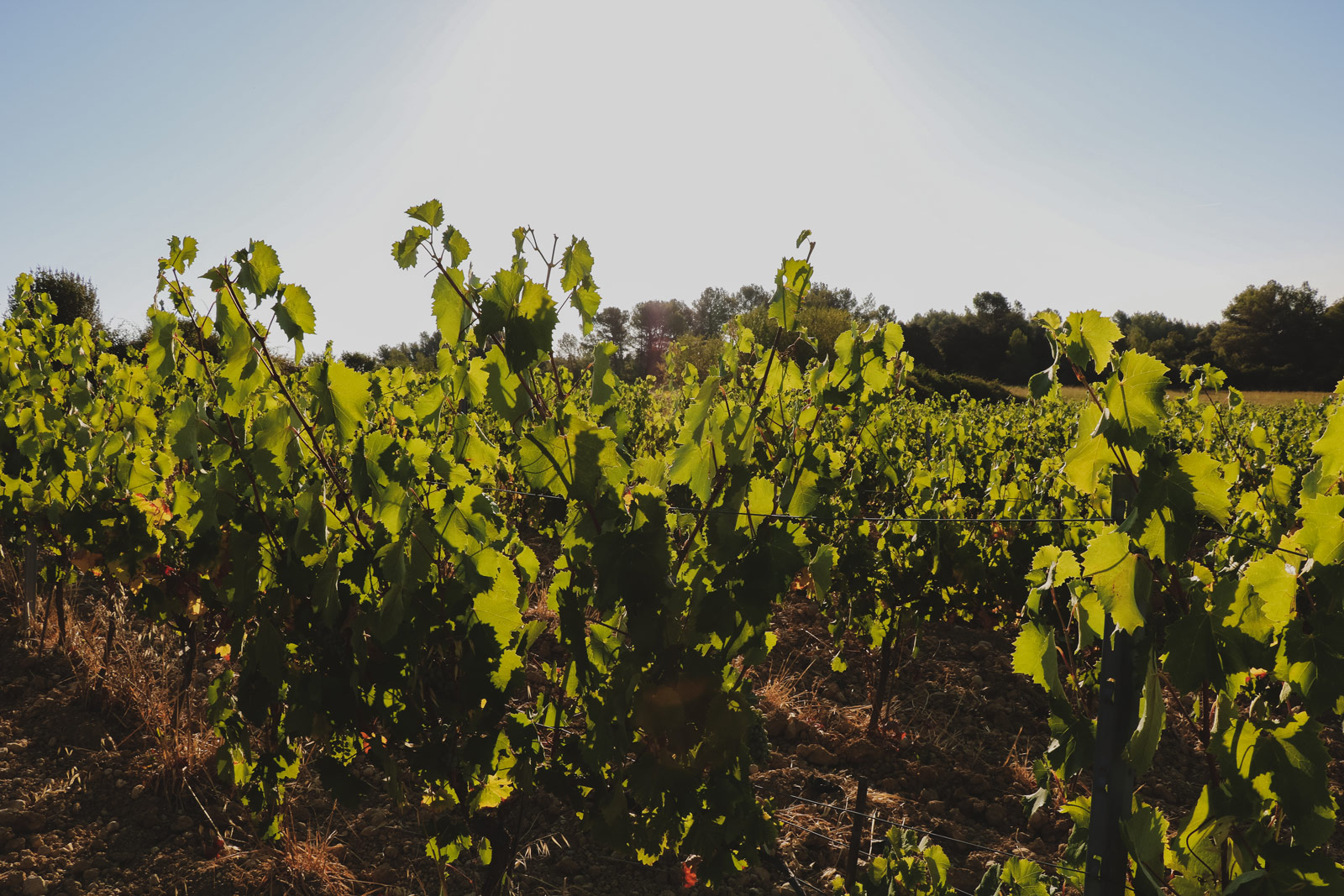 vignes_domaine-valiniere_vignobles-vellas.com_1600x1067px_09