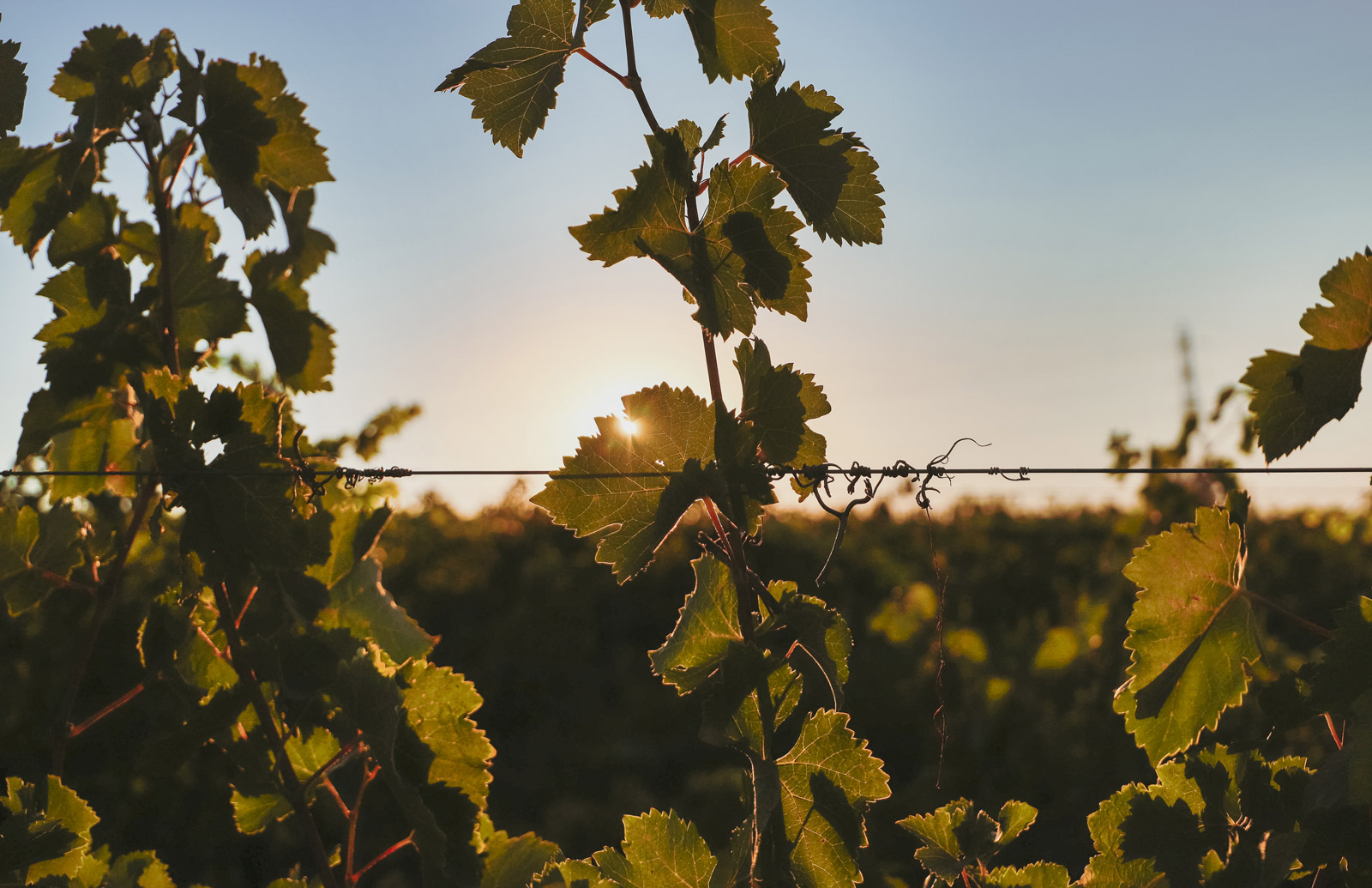 vignes_mas-de-louis_vignobles-vellas.com_1600x1035px_02