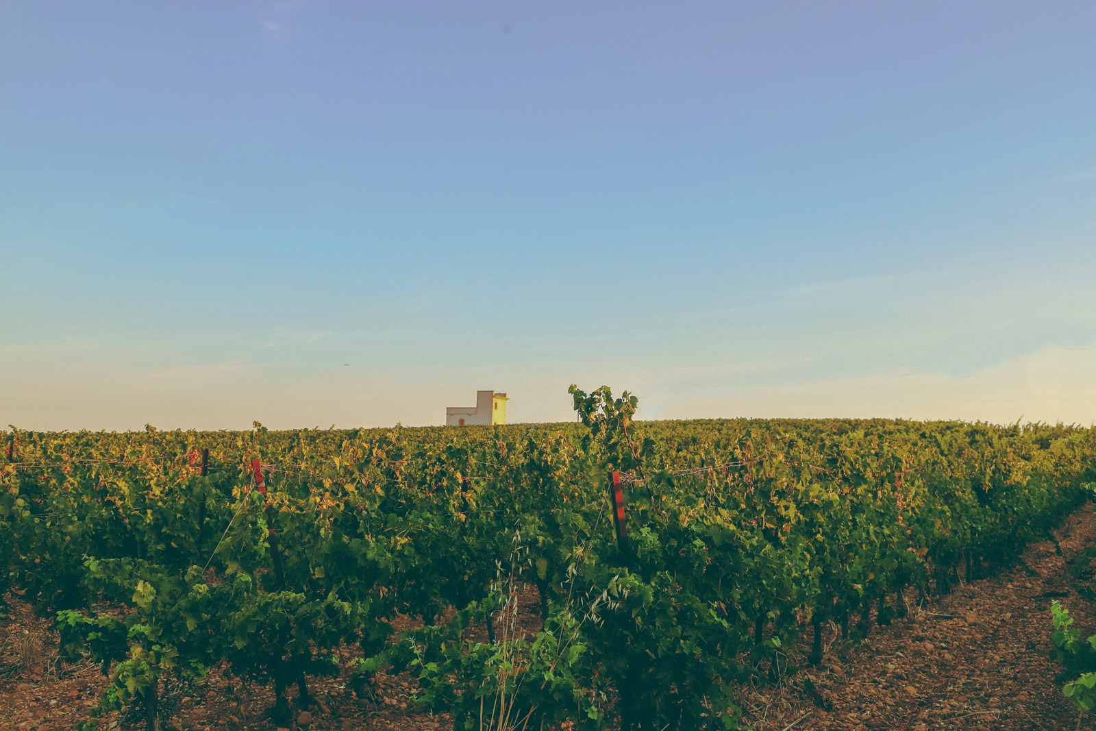 vignes_mas-de-louis_vignobles-vellas.com_1600x1067px_01