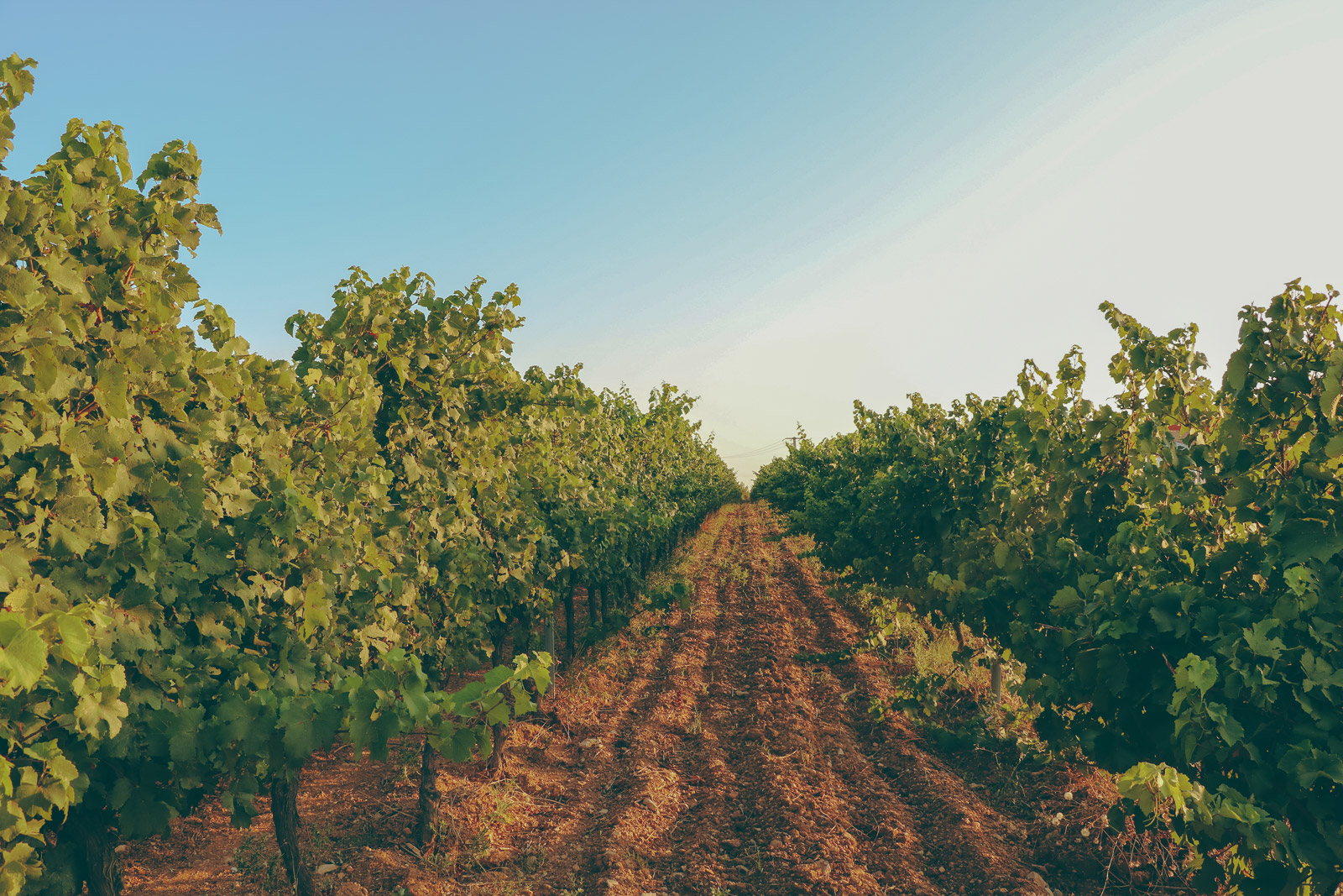 vignes_mas-de-louis_vignobles-vellas.com_1600x1067px_04