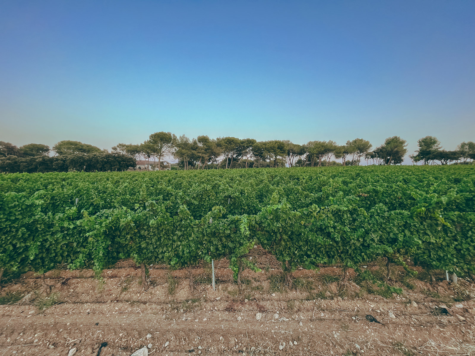 vignes_mas-de-louis_vignobles-vellas.com_1600x1200px_08