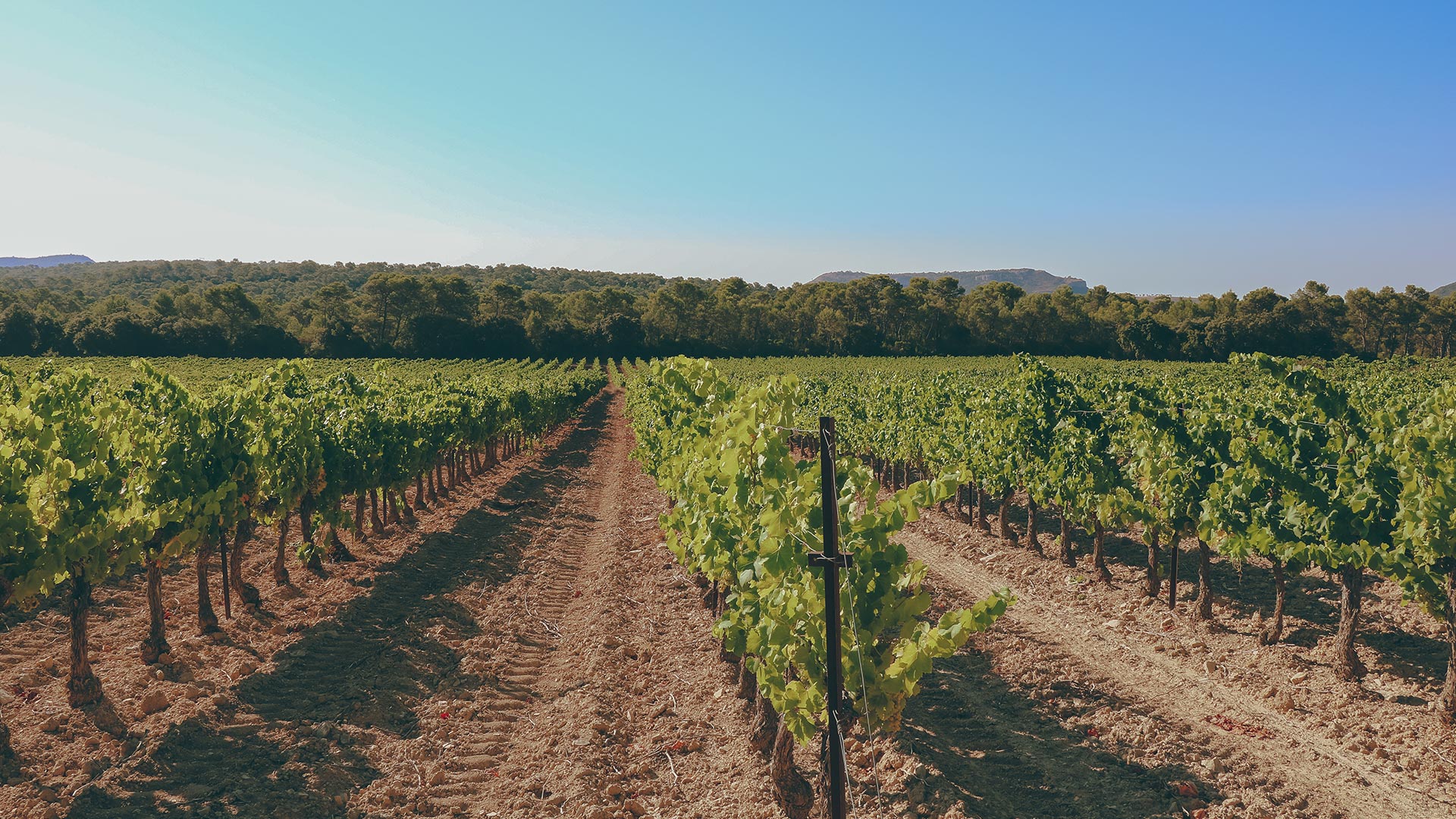 vignes_mas-de-mussen_vignobles-vellas.com_1920x1080px