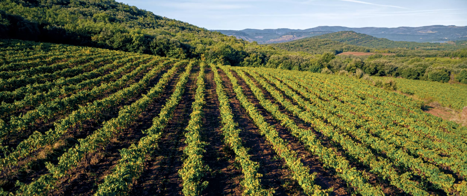 grand-blaquiere_vignes_vignobles-vellas.com_1917x805px