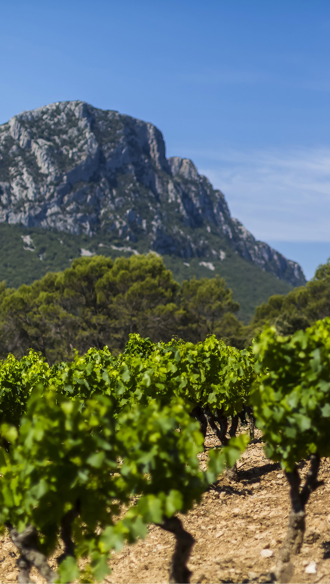 pic-saint-loup_euziere_vignobles-vellas.com_1920x1080px