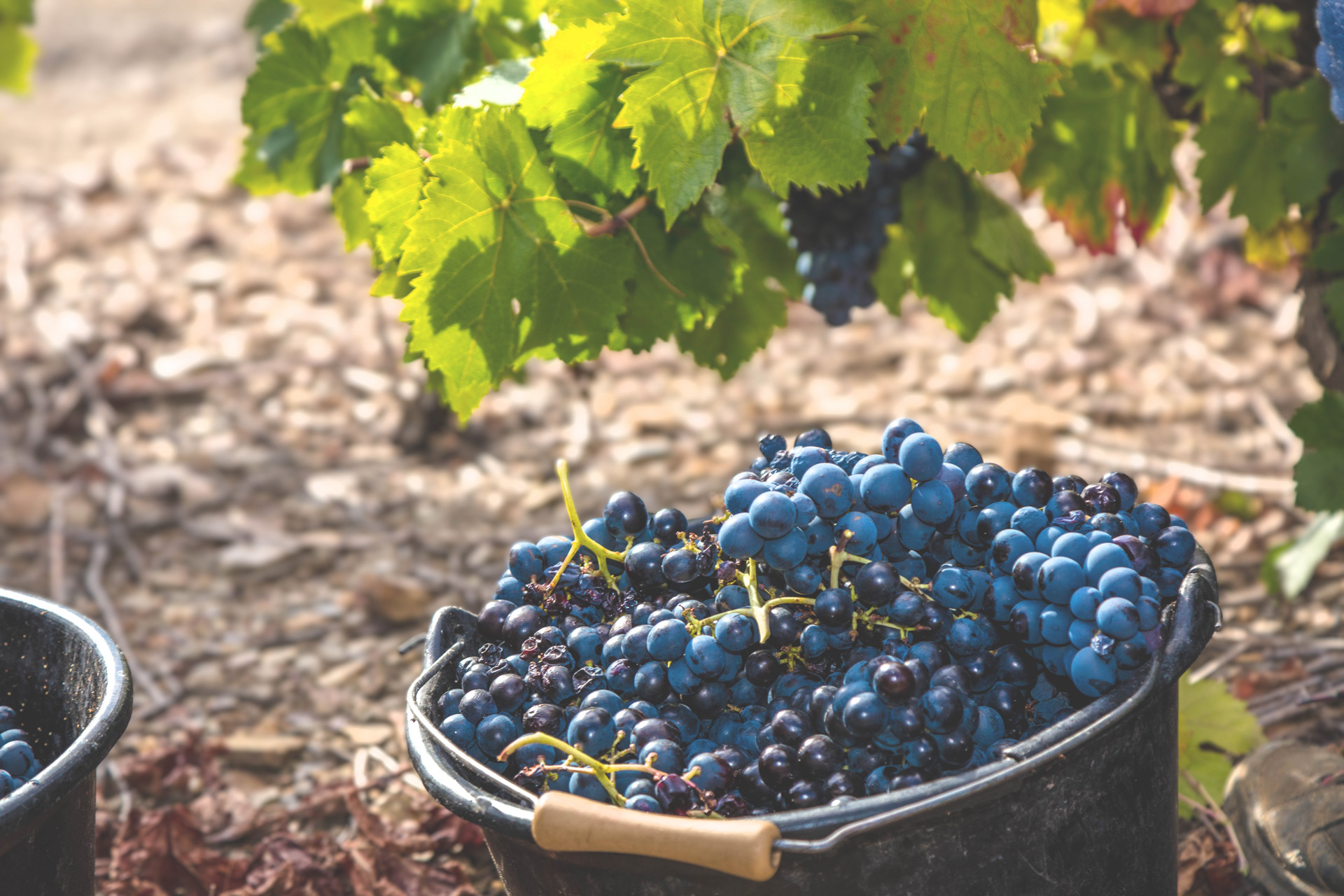 raisins_furiosa_vignobles-vellas.com_1920x1280px