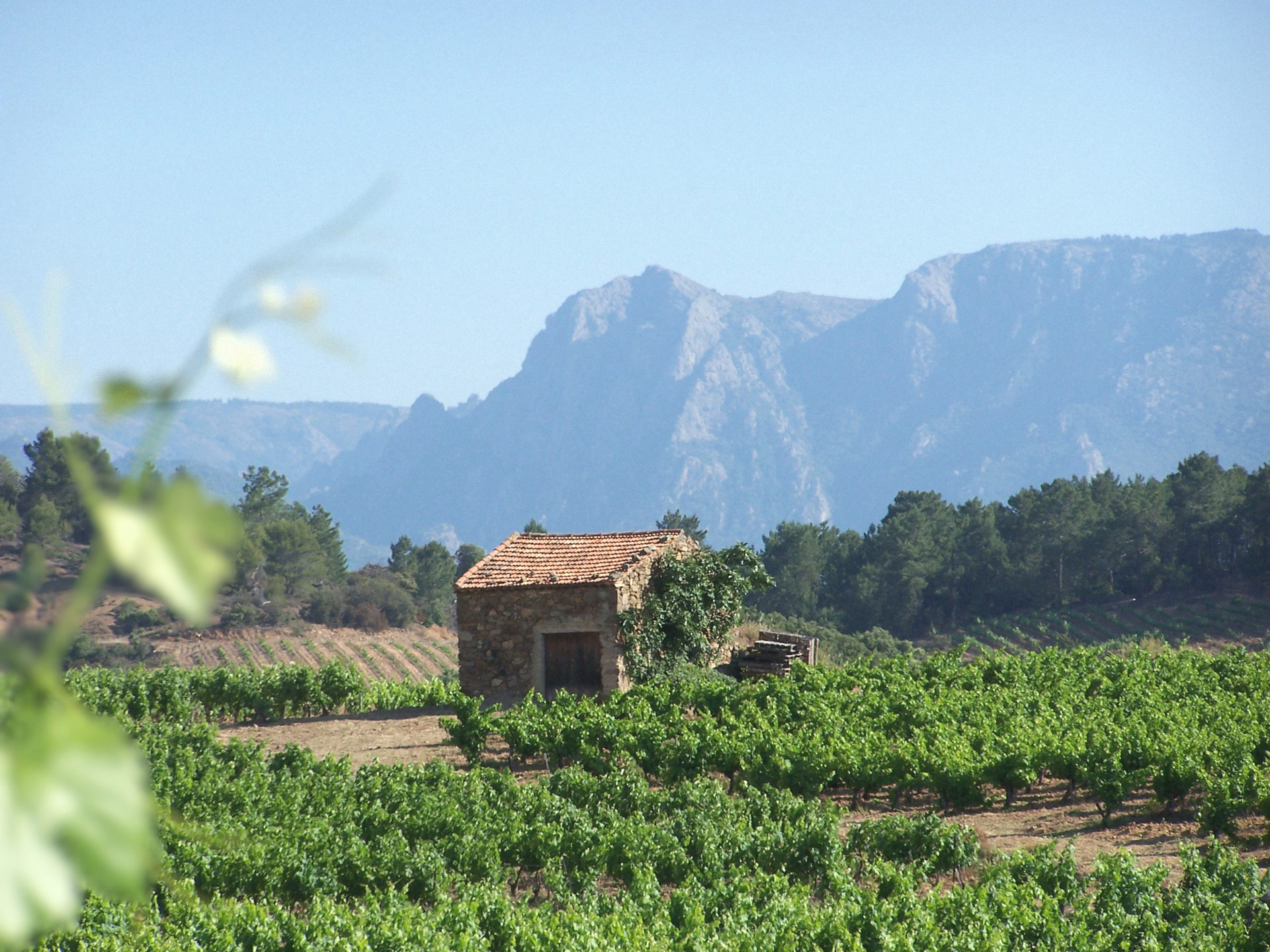 vignes_01_furiosa_vignobles-vellas.com_1920x1440px