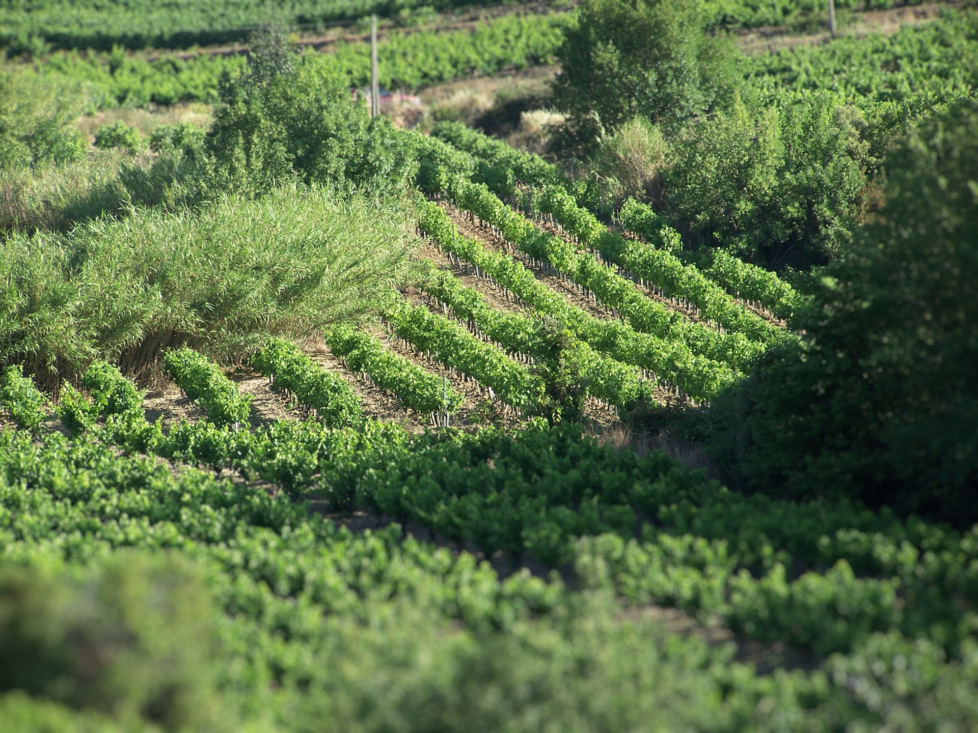 vignes_02_furiosa_vignobles-vellas.com_1920x1440px