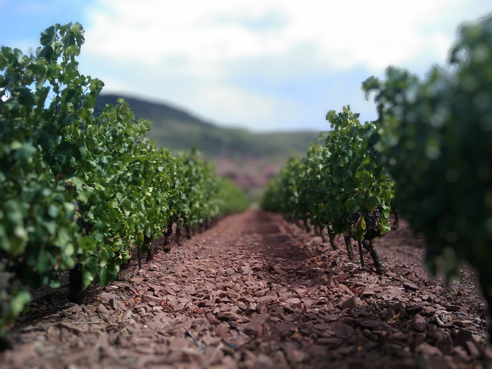 vignes_grand-blaquiere_vignobles-vellas.com_960x720px