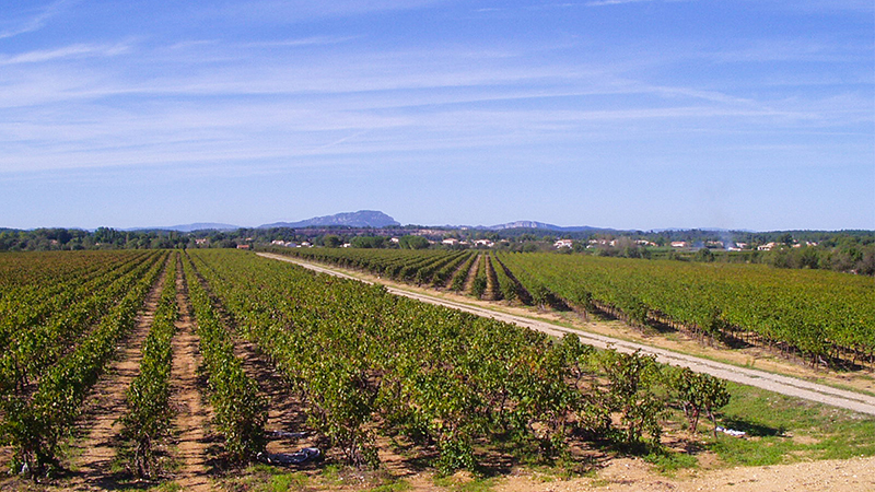 Domaine Mas du Pont (Teyran - Le Crès)