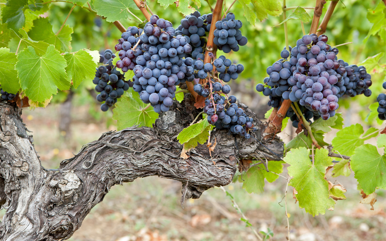 La vigne